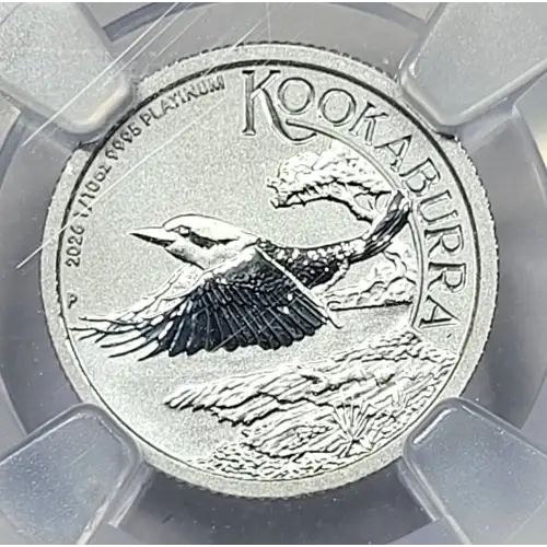 2026P Kookaburra (4)
